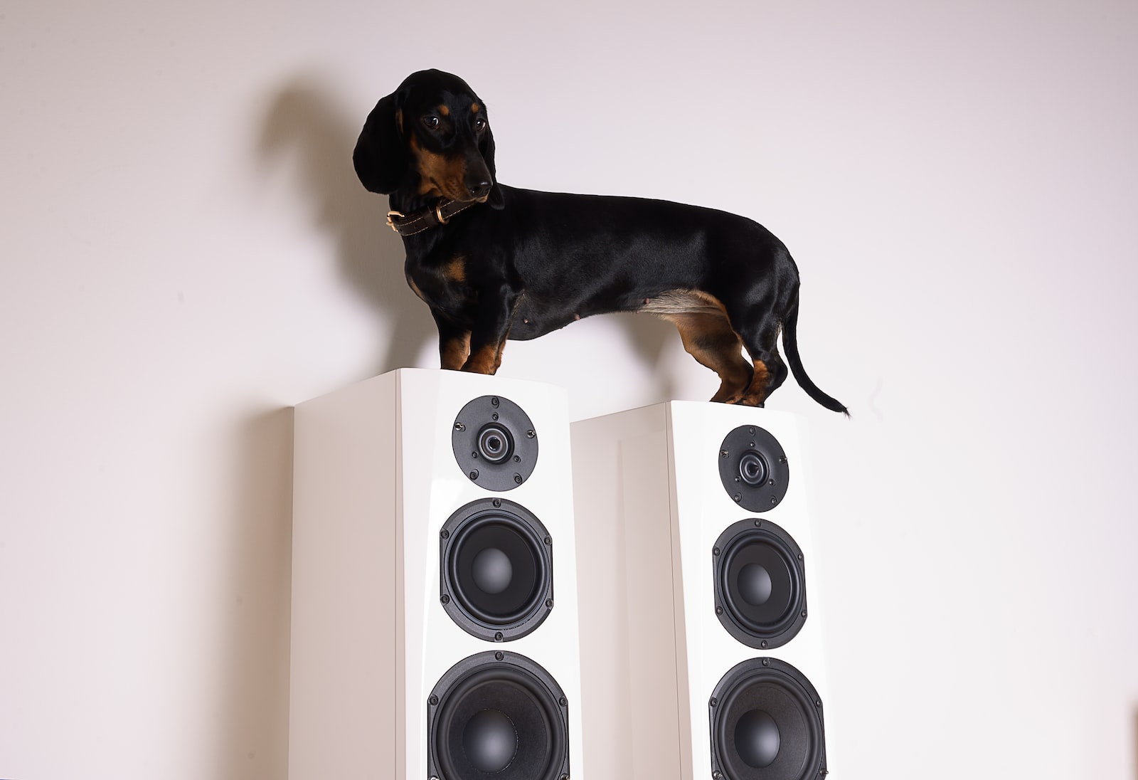 black and brown dachshund on white wall